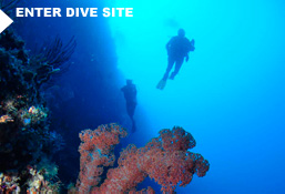 DIVE